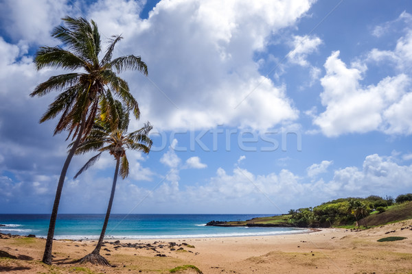 Сток-фото: пальмами · пляж · Пасху · острове · природы · Palm