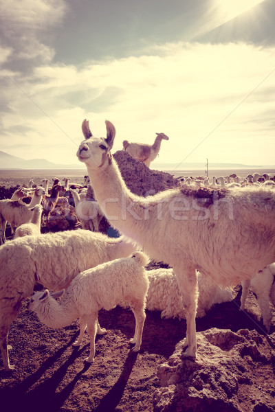 Kudde park landschap haren berg hoofd Stockfoto © daboost