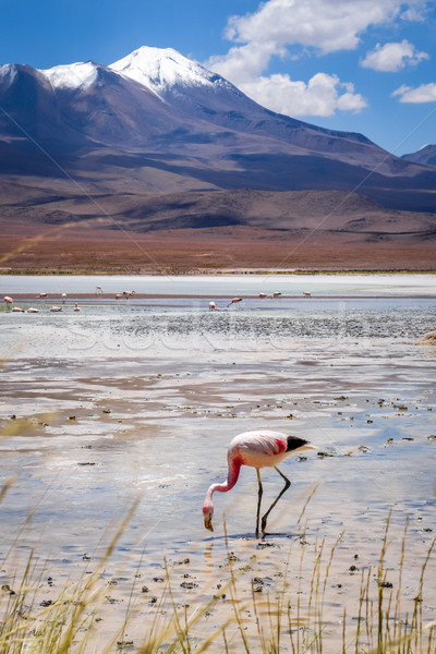 Pink flamingos in laguna Honda, sud Lipez altiplano reserva, Bol Stock photo © daboost
