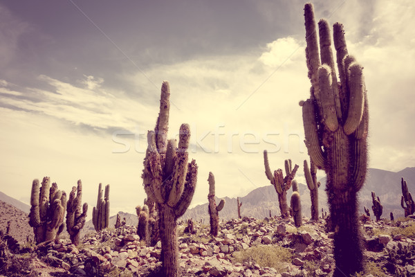 Foto d'archivio: Gigante · cactus · deserto · nubi · montagna · estate