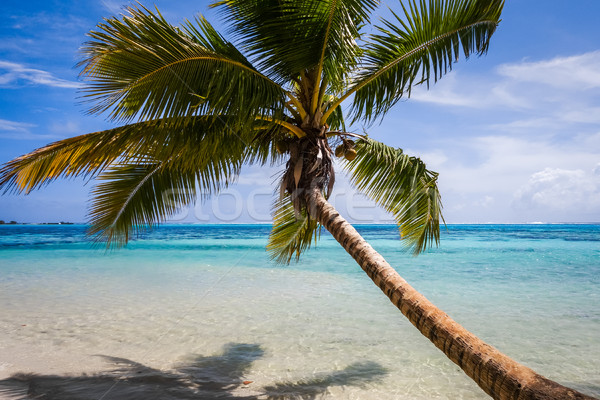 Paradijs tropisch strand eiland frans polynesië strand Stockfoto © daboost