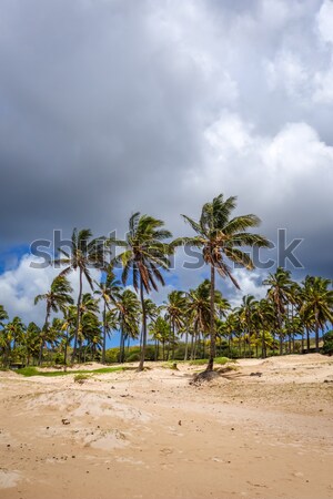 Palm trees on Anakena beach, easter island Stock photo © daboost