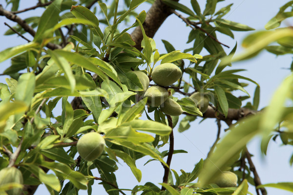 Almond tree detail Stock photo © daboost