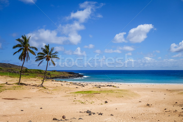 Palm trees on Anakena beach, easter island Stock photo © daboost