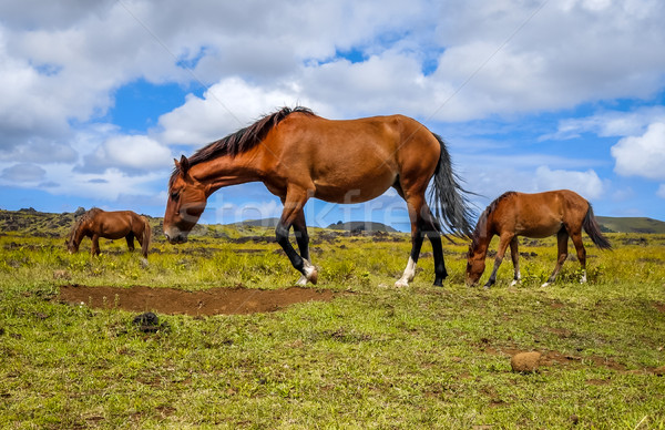 Stock foto: Pferde · Osterinsel · Bereich · Ozean · Chile · Himmel