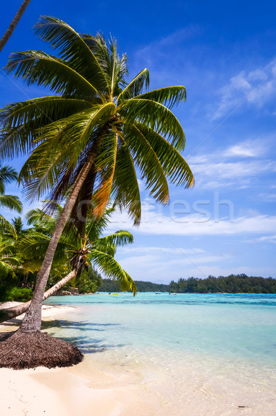 Paradijs tropisch strand eiland frans polynesië strand Stockfoto © daboost