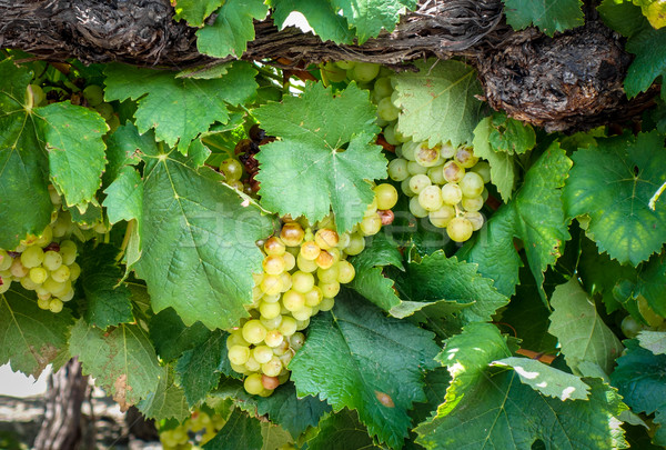 Bunch of grape in a vine Stock photo © daboost
