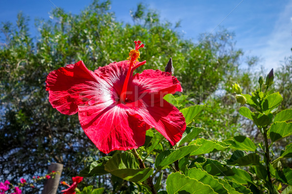 Hibiskus Blume rot Symbol Stock foto © daboost