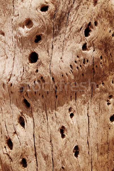 Cactus hout schors textuur abstract behang Stockfoto © daboost