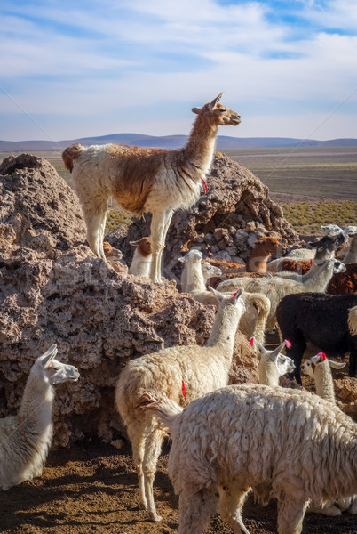 Kudde Bolivia park landschap haren berg Stockfoto © daboost