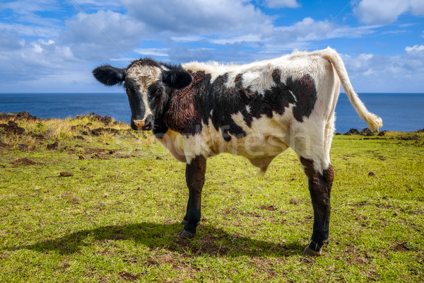 Veal on easter island cliffs Stock photo © daboost
