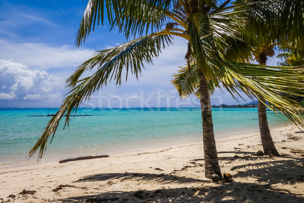 Paradijs tropisch strand eiland frans polynesië strand Stockfoto © daboost