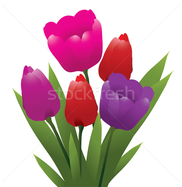 Vector bos tulpen Rood roze paars Stockfoto © Dahlia