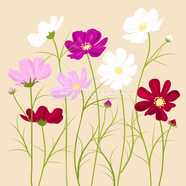 vector floral background -  cosmos flowers  Stock photo © Dahlia
