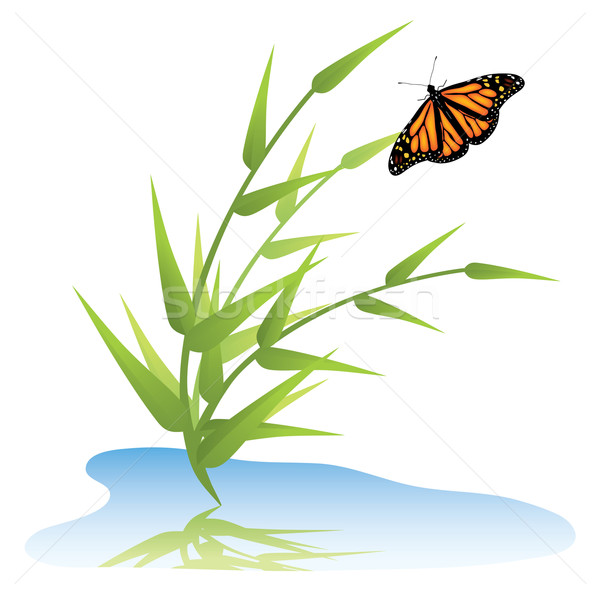 Vector gras water vlinder zomer oranje Stockfoto © Dahlia