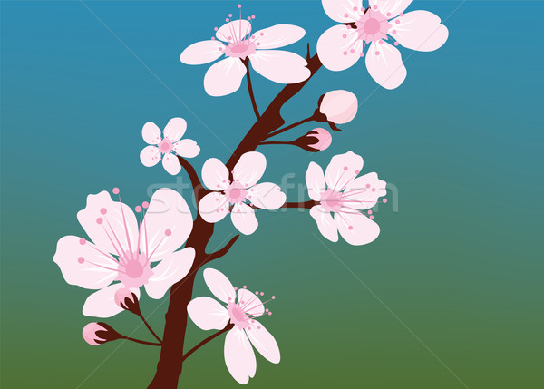Vecteur cerise branche printemps résumé fond [[stock_photo]] © Dahlia