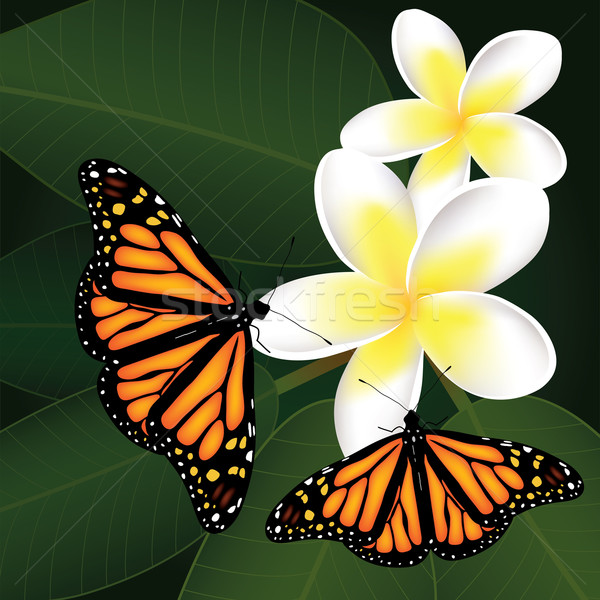 vector frangipani and butterflies Stock photo © Dahlia