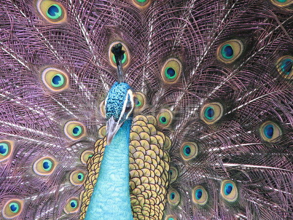 Tavuskuşu poz kamera göz doğa güzellik Stok fotoğraf © daneel