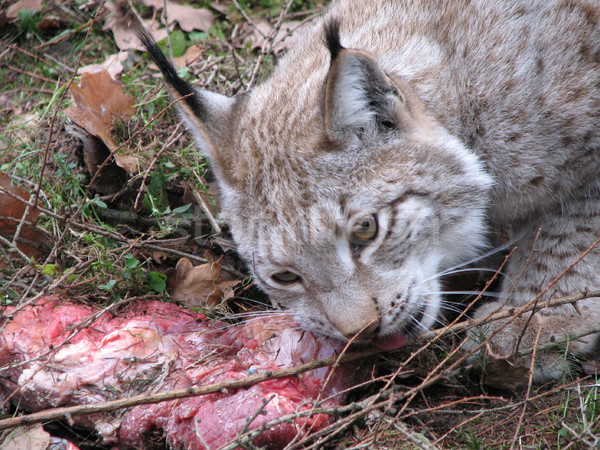 Hiúz eszik nyers hús szem macska Stock fotó © daneel