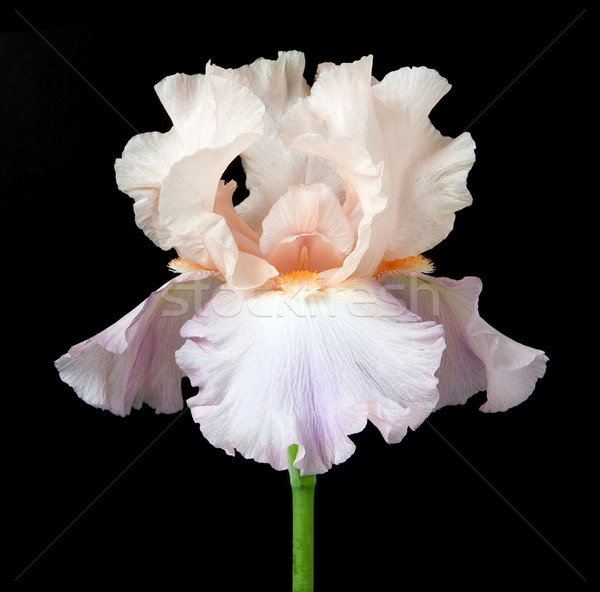 Iris Flower isolated Stock photo © danny_smythe