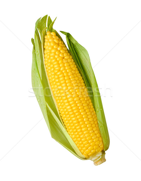 Oído maíz aislado blanco vegetales grano Foto stock © danny_smythe