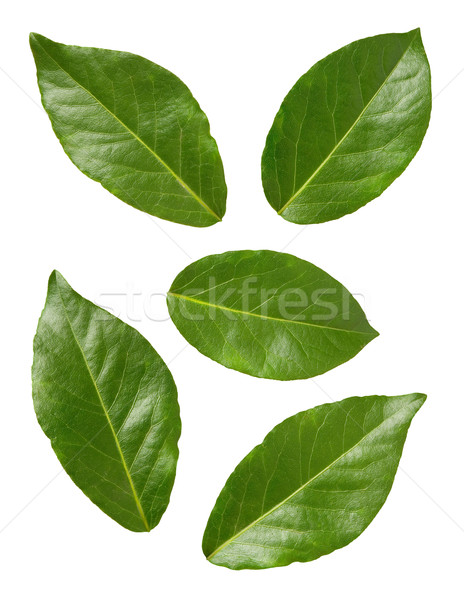 Blätter isoliert weiß Blatt grünen Kräuter Stock foto © danny_smythe