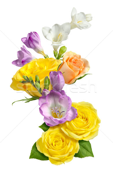Rosas aislado blanco primavera aumentó planta Foto stock © danny_smythe