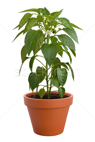 Pepper Plant Stock photo © danny_smythe