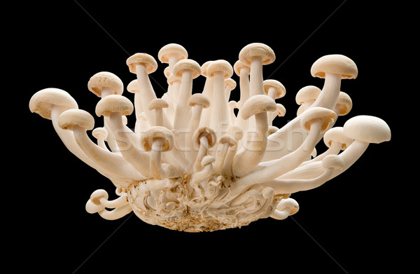 Royal Trumpet Mushroom isolated  Stock photo © danny_smythe