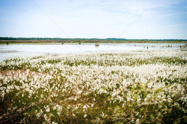 marshy landscape - vintage Stock photo © Dar1930