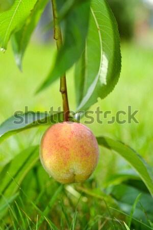 The peach, Prunus persica, Stock photo © Dar1930