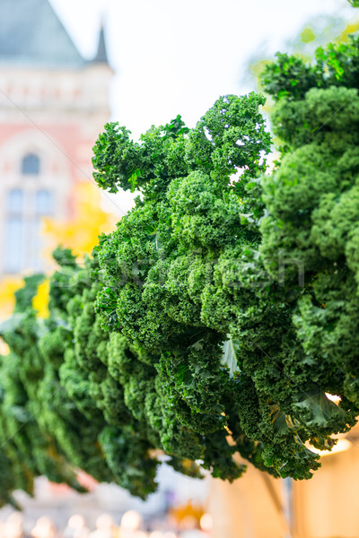 Foto stock: Alimentos · jardín · verde · invierno · cena · ensalada