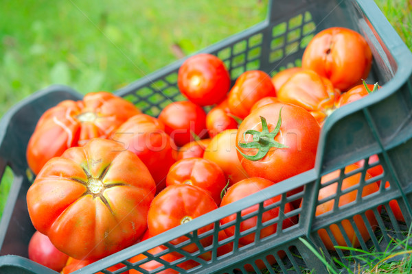 Stock photo: The tomato (Solanum lycopersicum)