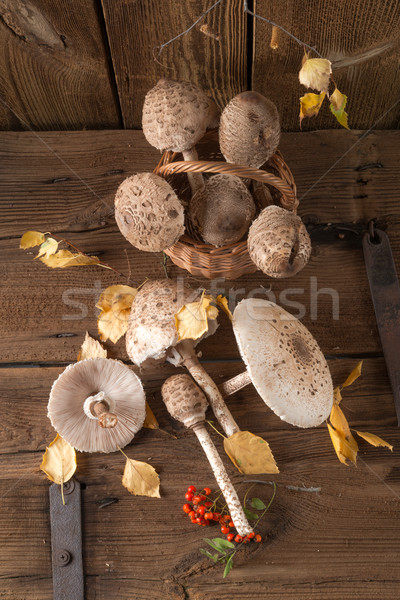 parasol mushroom (Macrolepiota procera) Stock photo © Dar1930