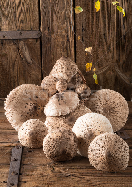 parasol mushroom (Macrolepiota procera) Stock photo © Dar1930