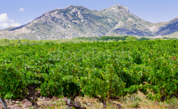 Foto stock: Vina · árbol · nubes · vino · naturaleza · paisaje