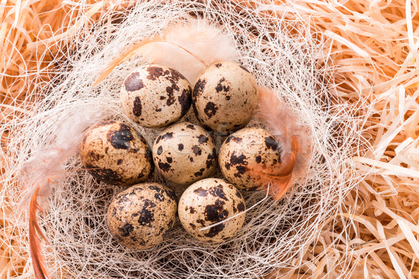 quail's eggs Stock photo © Dar1930