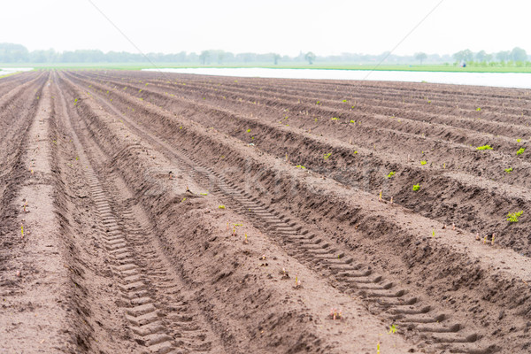 Stock photo: Asparagus on the field