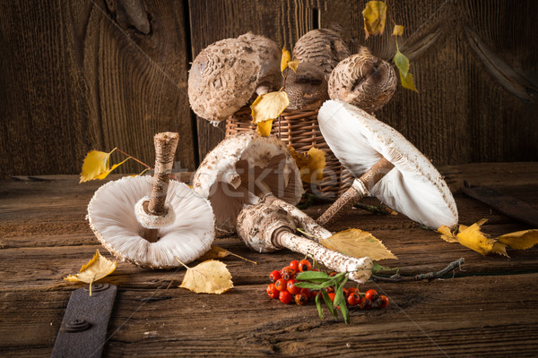 parasol mushroom (Macrolepiota procera) Stock photo © Dar1930