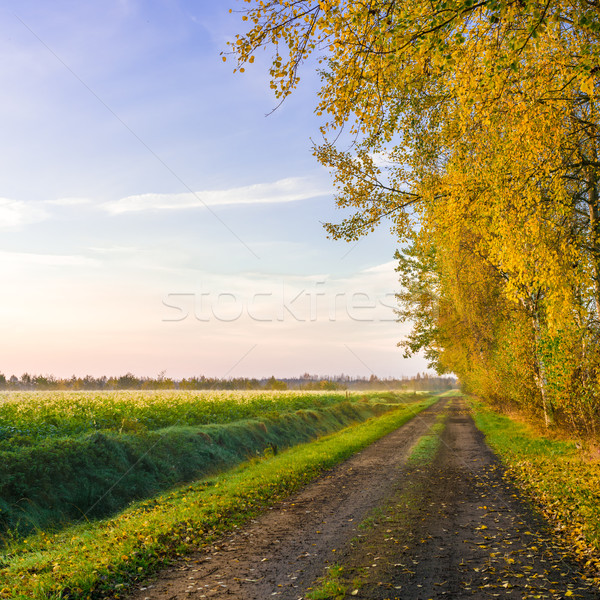 the moorland in the autumn Stock photo © Dar1930