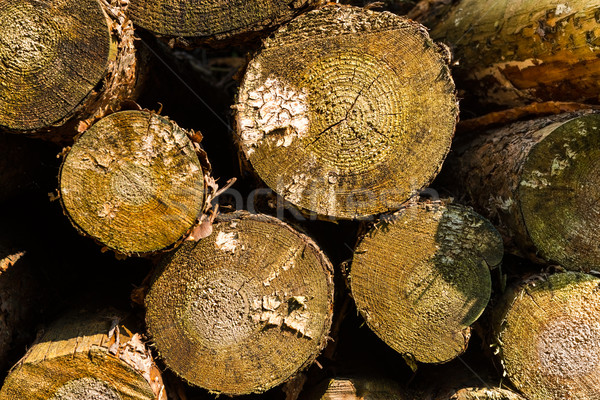 Saw round timber Stock photo © Dar1930