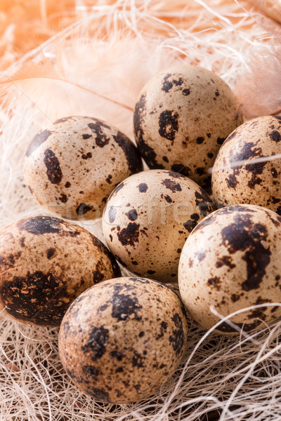 quail's eggs Stock photo © Dar1930