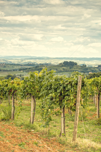 тосканский виноград вино области путешествия фермы Сток-фото © Dar1930