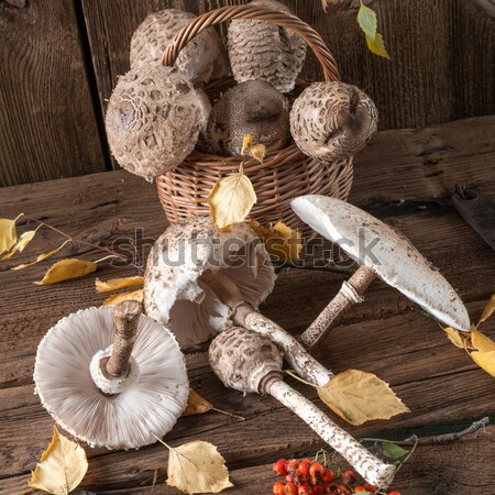parasol mushroom (Macrolepiota procera) Stock photo © Dar1930