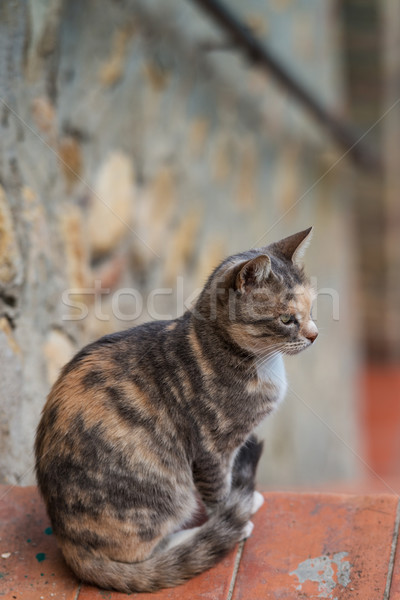 Stock foto: Hauskatze · Natur · Katze · Porträt · Farbe · jungen