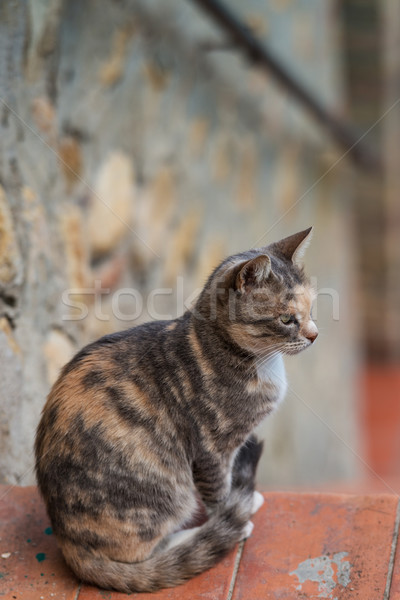 Gato doméstico natureza gato retrato cor jovem Foto stock © Dar1930