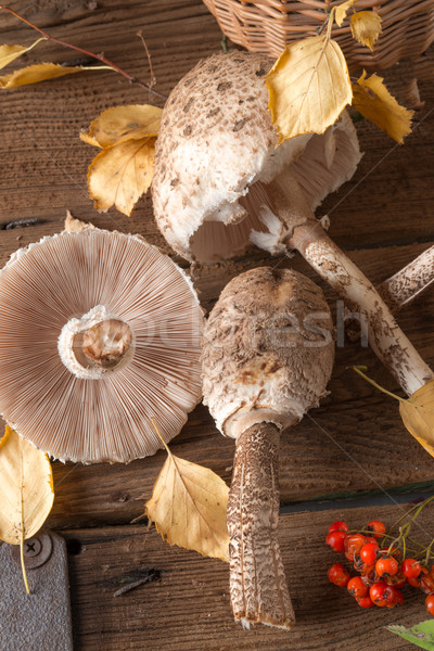 parasol mushroom (Macrolepiota procera) Stock photo © Dar1930