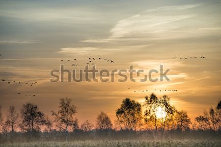 the moorland in the autumn Stock photo © Dar1930