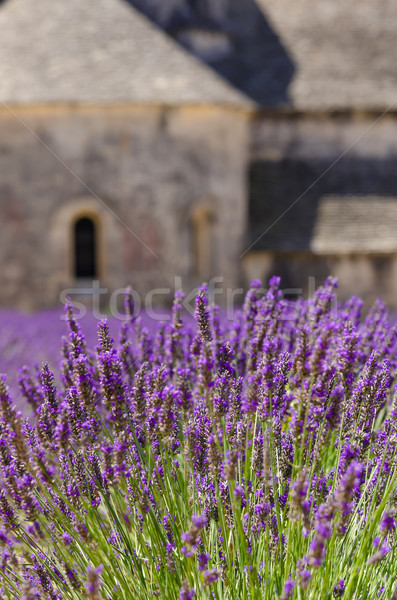  Monasteries of the Cistercian Stock photo © Dar1930