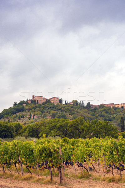 Fields in Tuscany Stock photo © Dar1930